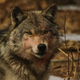 Illustration for article titled Which Animals Are A Threat Outdoors And What You Can Do About Them